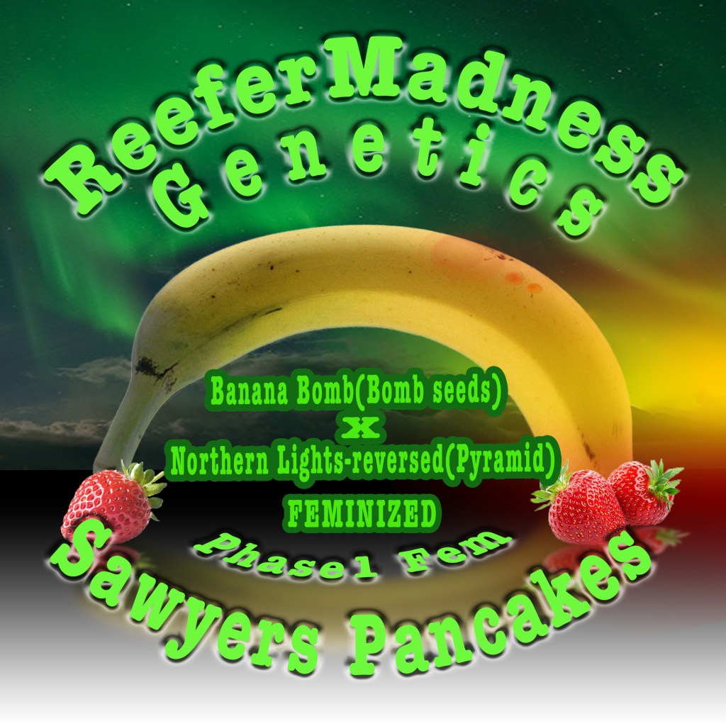 Sawyers Pancakes phase1 Feminized design:
A large Banana main centerpiece, with a glow streak of the northern lights(aurora borealis) above it with strawberries at both ends kind of rainbow style-ish
Name on top of the pic with Sawyers Pancakes at the top and phase1 Fem at the bottom in arc.